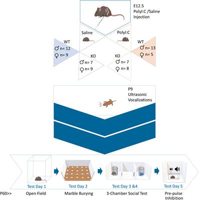 Lack of Vesicular Zinc Does Not Affect the Behavioral Phenotype of Polyinosinic:Polycytidylic Acid-Induced Maternal Immune Activation Mice